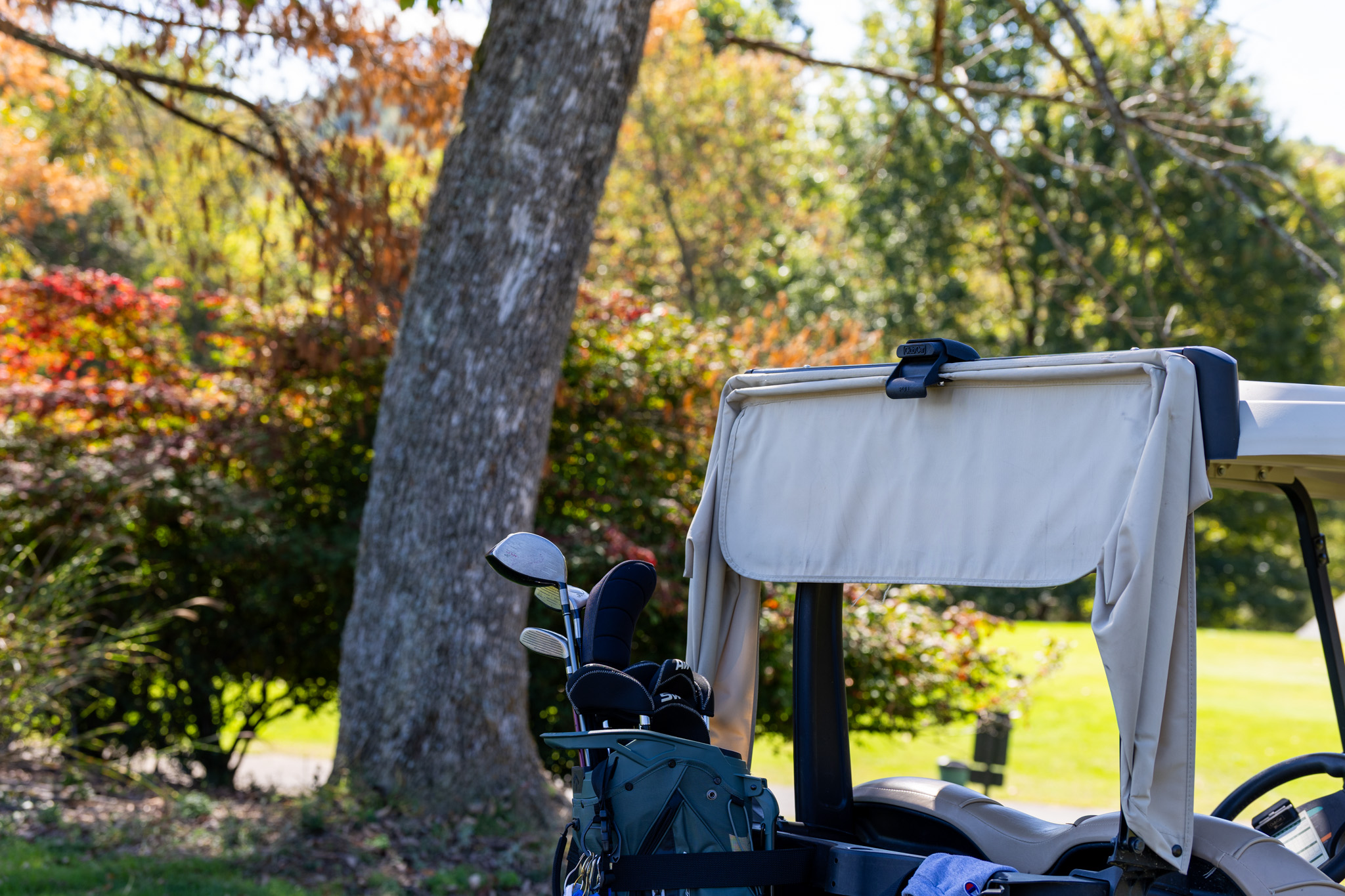 Golf Cart Beside Tree