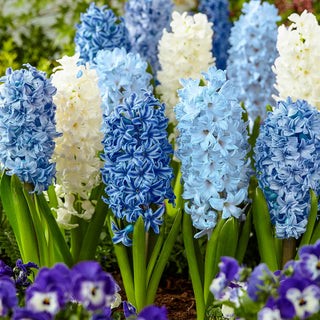 Hyacinth Blend Blue - White