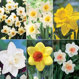 Daffodil Mix
