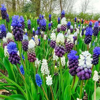 Muscari