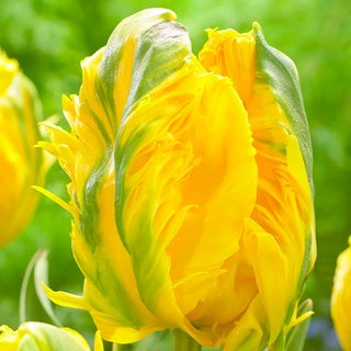 Parrot Tulip