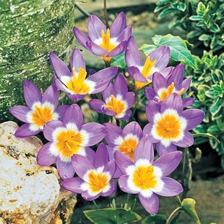 Tricolor Crocus