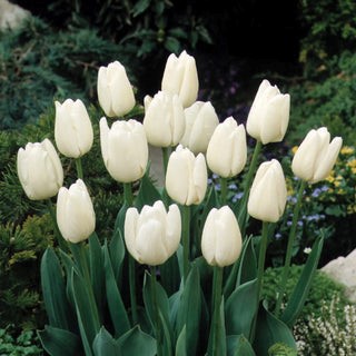 Tulip