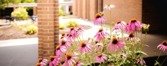 flowers on campus